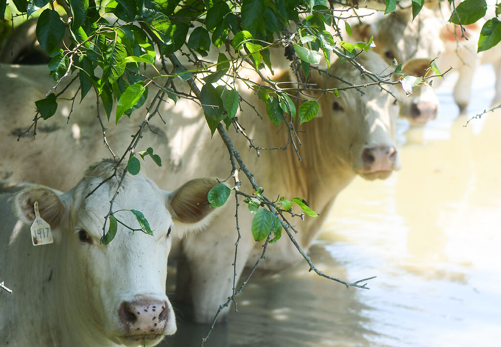 Denny Stephenson's cattle sit in dirty creek water
